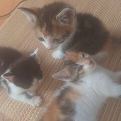 赤ちゃん猫4匹保護していますฅ⁠^⁠•⁠ﻌ⁠•⁠^⁠ฅ