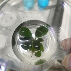 アヌビアスナナ1株