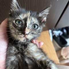 子猫8匹 - 猫