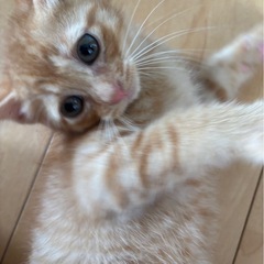 子猫8匹 − 香川県