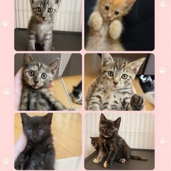子猫8匹