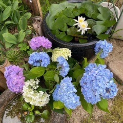 アジサイ　切花