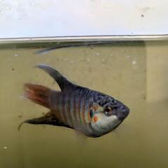 琉球闘魚 (大宜味ブルー) (闘魚・パラダイスフィッシュ)の画像