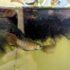 琉球闘魚 (大宜味ブルー) (闘魚・パラダイスフィッシュ)の画像