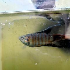 琉球闘魚 (大宜味ブルー) (闘魚・パラダイスフィッシュ)の画像
