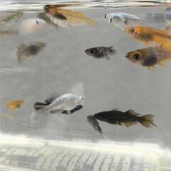 現物　メダカ　ミックス20匹の画像