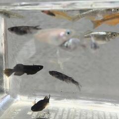 現物　メダカ　ミックス20匹の画像