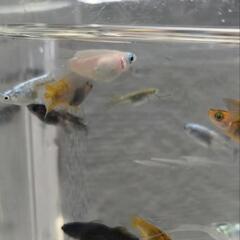 現物　メダカ　ミックス20匹の画像