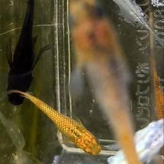 現物　メダカ　ミックス20匹の画像