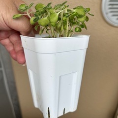 ⭐︎アロマティカス　ライムシャワー⭐︎の画像