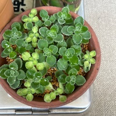 アロマティカス　ライムとグリーンミックス