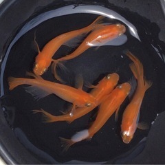 ⭐️Yama系紅帝ヒレ長メダカ⭐️上物 3ペア