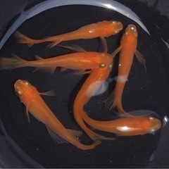 終了⭐️Yama系紅帝ヒレ長メダカ⭐️上物 3ペアの画像
