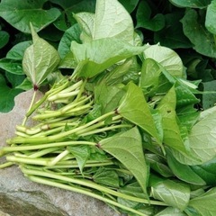 
サツマイモ茎・葉1kg