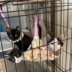 生後3か月、元気なモノクロ兄妹🛩️
