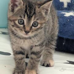 子猫　キジトラ　ずっーとの飼い主さま募集