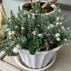多肉植物