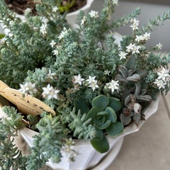 多肉植物の画像