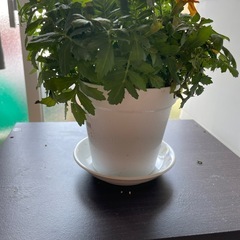 マリーゴールドですの画像