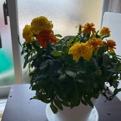 マリーゴールドですの画像