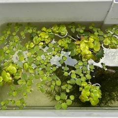 水草　