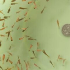 ふ化後3週間の東錦の稚魚 　6/22受付終了の画像