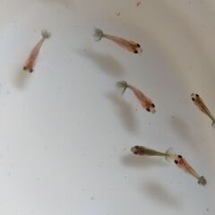 ふ化後3週間の東錦の稚魚 　6/22受付終了の画像