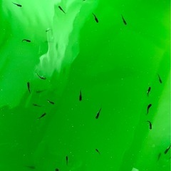 オロチメダカ　幼魚2.5㎝前後　10匹　外飼い