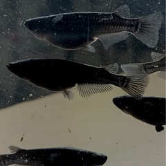 オロチメダカ　幼魚2.5㎝前後　15匹　外飼いの画像
