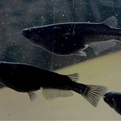 オロチメダカ　幼魚2.5㎝前後　15匹　外飼いの画像