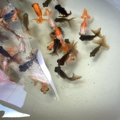 蝶尾金魚ちゃんです
の画像