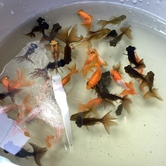 蝶尾金魚ちゃんです
の画像