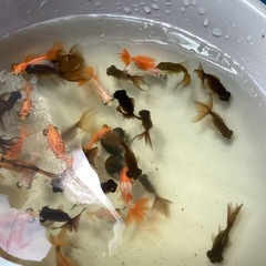蝶尾金魚ちゃんです
の画像