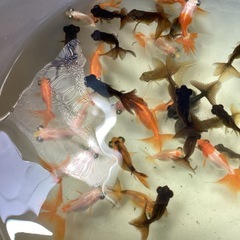 蝶尾金魚ちゃんです
の画像