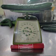 多種キュウリ580g5本