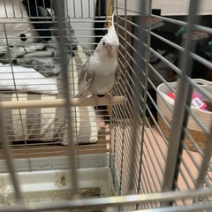 オカメインコ 2匹