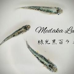 夢中めだかブリード　緑光黒百ラメ若魚10匹1500円〜　の画像