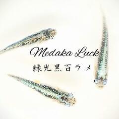 夢中めだかブリード　緑光黒百ラメ若魚10匹1500円〜　の画像