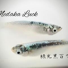 夢中めだかブリード　緑光黒百ラメ若魚10匹1500円〜　の画像
