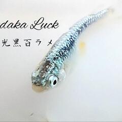 夢中めだかブリード　緑光黒百ラメ若魚10匹1500円〜　の画像