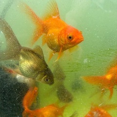 金魚の画像