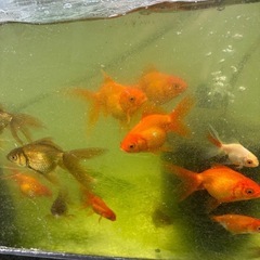 金魚