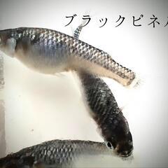 大人気　ブラックピネルめだか稚魚　10匹1600円〜　の画像