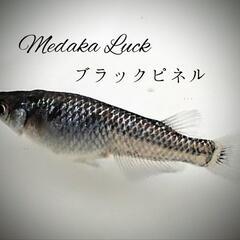 大人気　ブラックピネルめだか稚魚　10匹1600円〜　の画像