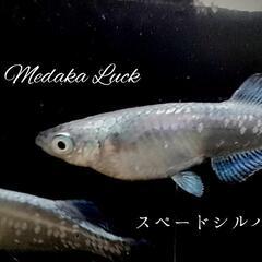 極上　スペードシルバー稚魚10匹〜の画像