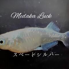 極上　スペードシルバー稚魚10匹〜の画像