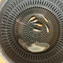 紅白のめだかの画像