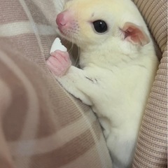 フクロモモンガ　リューシ