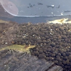 受付休止中です🌟1匹30円🌟🌈親ミナミヌマエビの画像