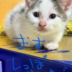 白キジ、白黒子猫 飼い主不在確認済み